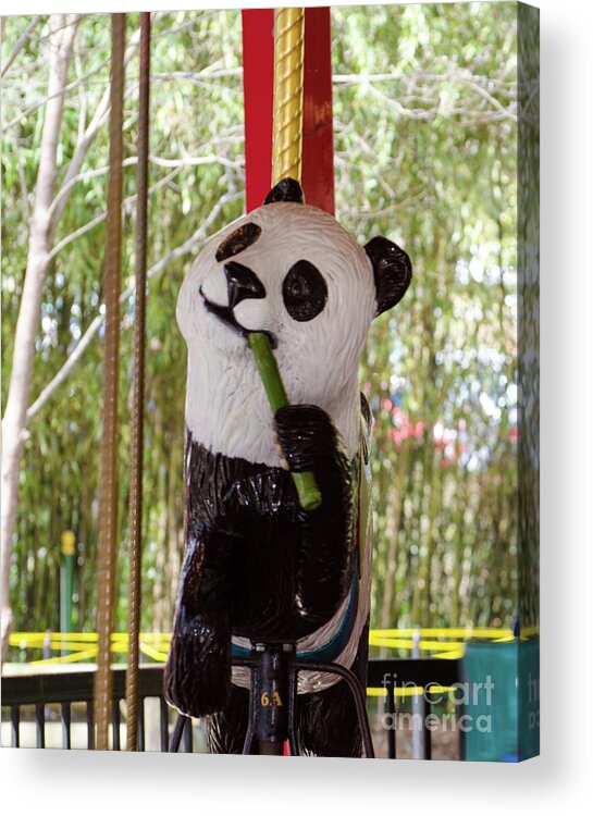 Panda Acrylic Print featuring the photograph Go Round And Round by Donna Brown