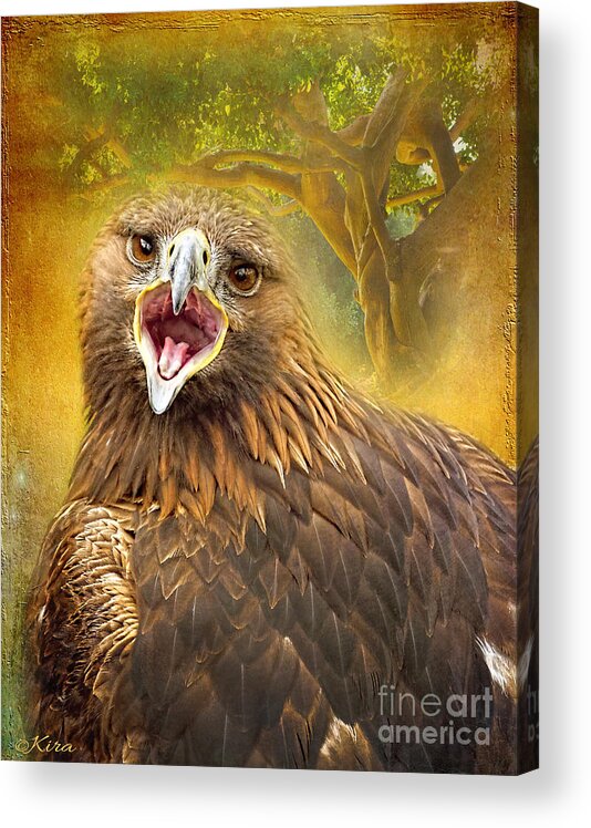 Bird Acrylic Print featuring the photograph Golden Eagle call by Kira Bodensted