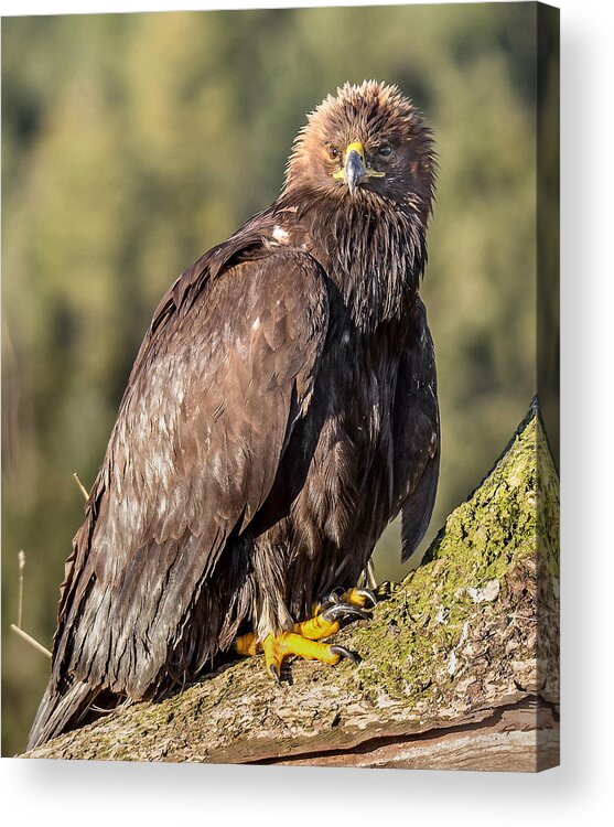 Golden Eagle Acrylic Print featuring the photograph Golden Eagle by Carl Olsen