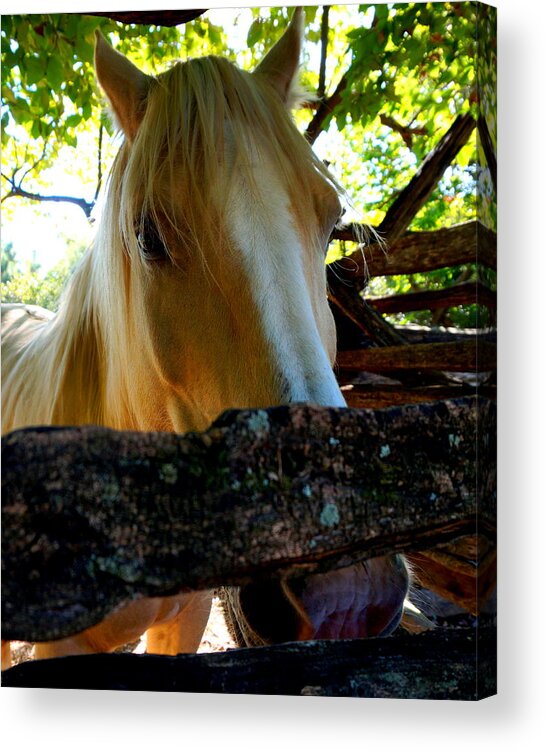 Horse Acrylic Print featuring the photograph Golden Horse by Katy Hawk