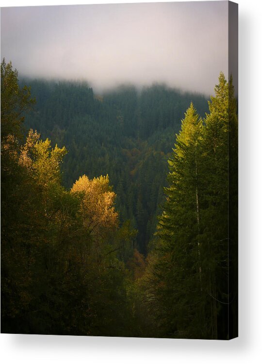 Tree Acrylic Print featuring the photograph Golden Light by Priya Ghose