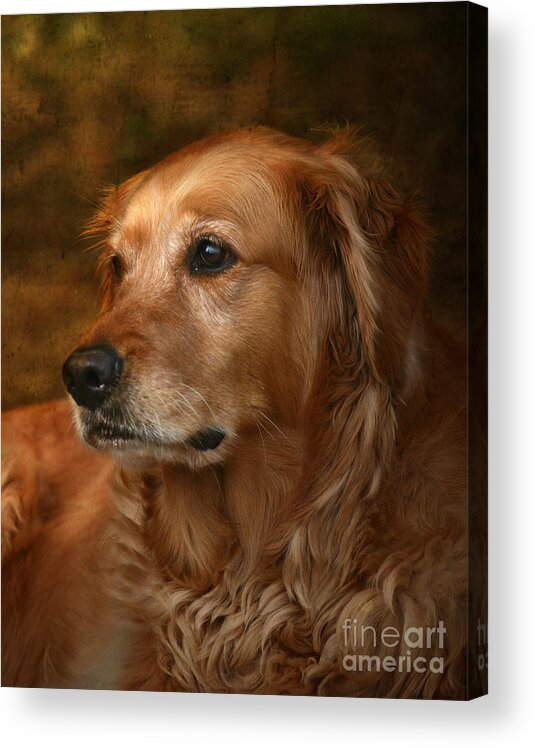 Dog Acrylic Print featuring the photograph Golden Retriever by Jan Piller