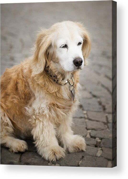 Photography Acrylic Print featuring the photograph Golden Retriever puppy by Ivy Ho