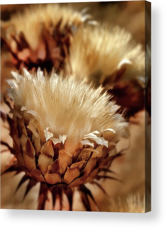 Wild Flowers Acrylic Print featuring the digital art Golden Thistle II by Bill Gallagher