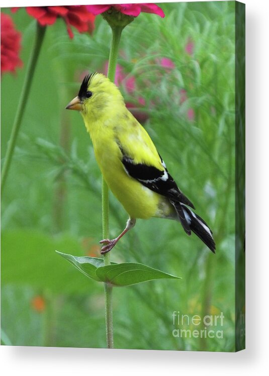 Yellow Bird Acrylic Print featuring the photograph Goldfinch 20 by Lizi Beard-Ward