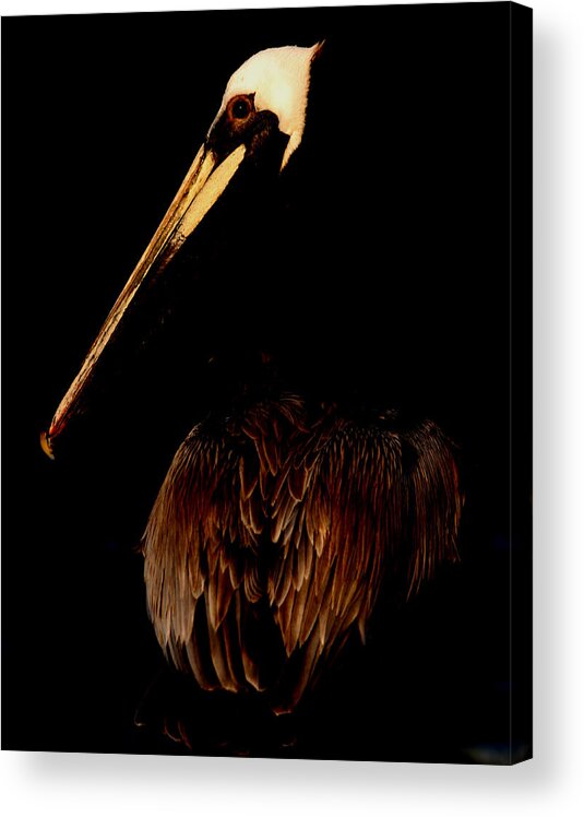 Brown Pelican Acrylic Print featuring the digital art Got Fish by Joseph G Holland