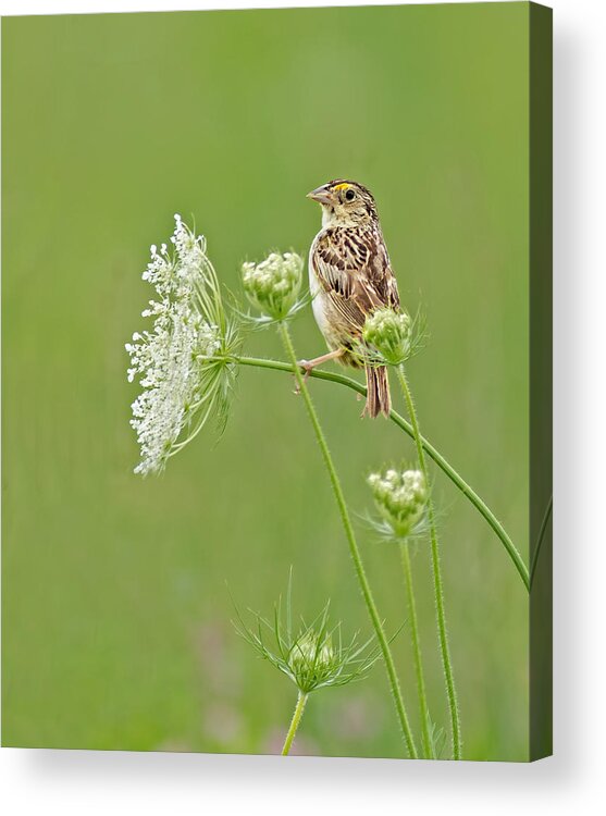 Grasshopper Sparrow Acrylic Print featuring the photograph Grasshopper Sparrow by Jim Zablotny