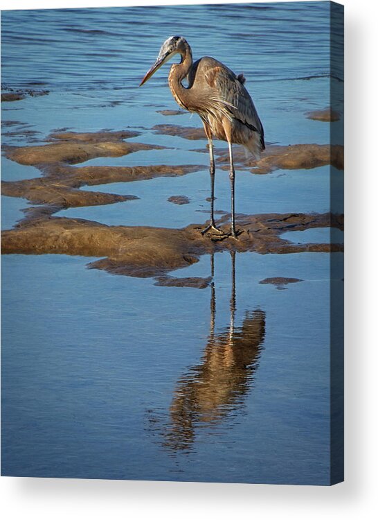 Bird Acrylic Print featuring the photograph Great Blue Heron Reflected at Low Tide by Mitch Spence