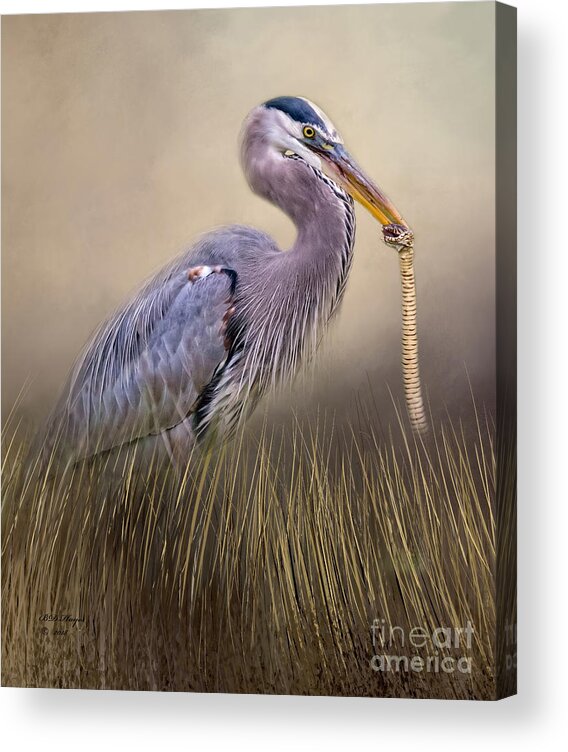 Herons Acrylic Print featuring the photograph Great Blue Heron With Lunch by DB Hayes