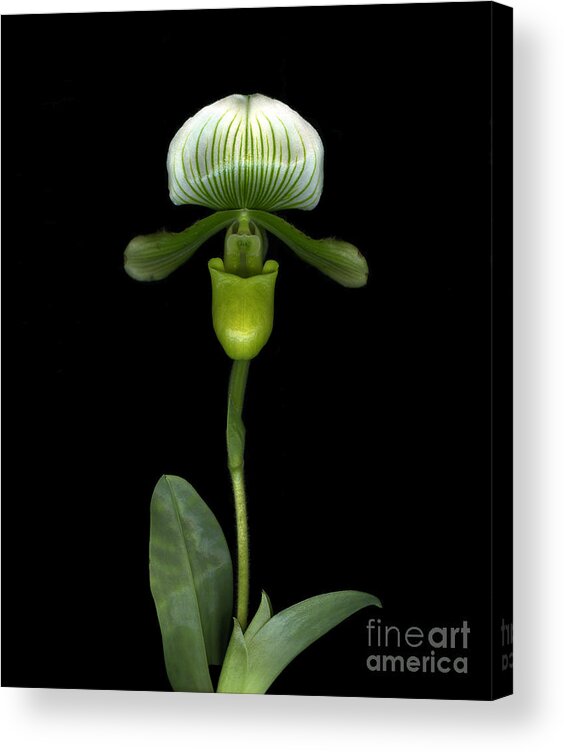 Orchid Acrylic Print featuring the photograph Green Orchid by Christian Slanec