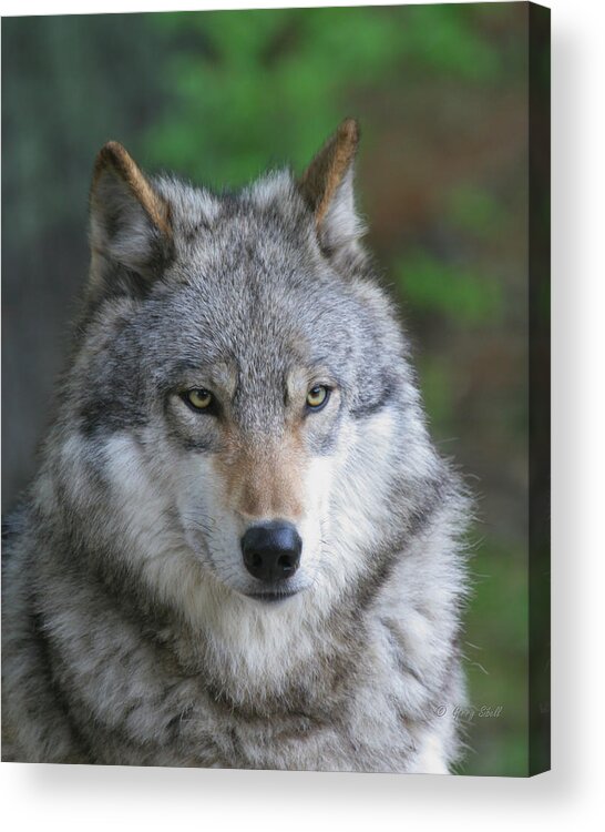 Nature Acrylic Print featuring the photograph Grizzer by Gerry Sibell