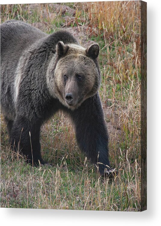 Mark Miller Photos. Grizzly Acrylic Print featuring the photograph Grizzly Bear in Fall by Mark Miller