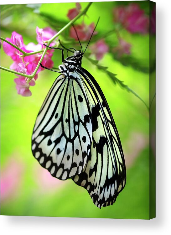 Butterfly Acrylic Print featuring the photograph Hanging On by Harriet Feagin