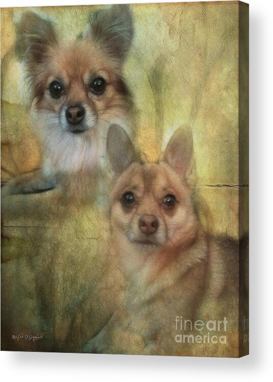 Dog Pomeranian Chihuahua Mutts Cute Sweet Bear Harley Maggie Acrylic Print featuring the digital art Harley Girl n Bear by Rhonda Strickland