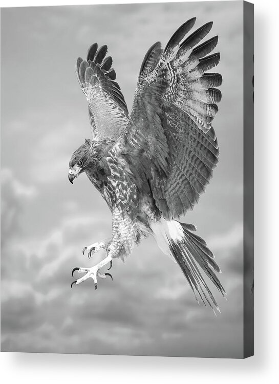 Bird Acrylic Print featuring the photograph Harris's hawk by Bruce Bonnett