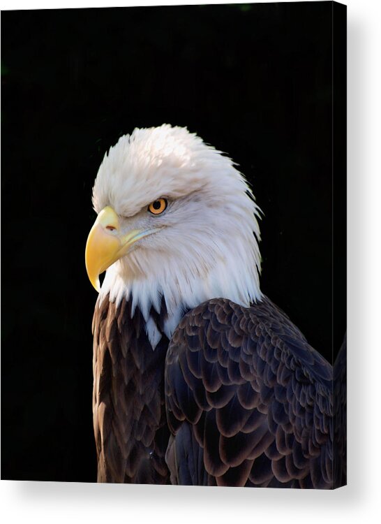 Eagle Acrylic Print featuring the photograph Have My Eye on You two by Ken Frischkorn
