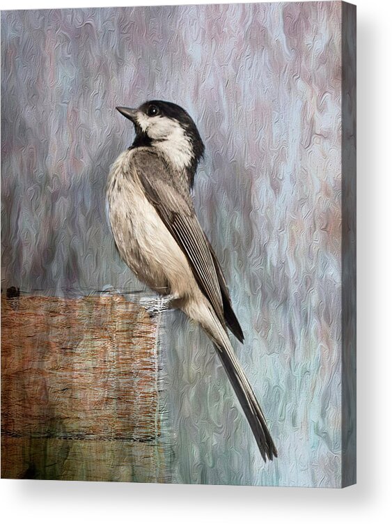 Chickadee Acrylic Print featuring the photograph Head Up, Shoulders Back by Cynthia Wolfe