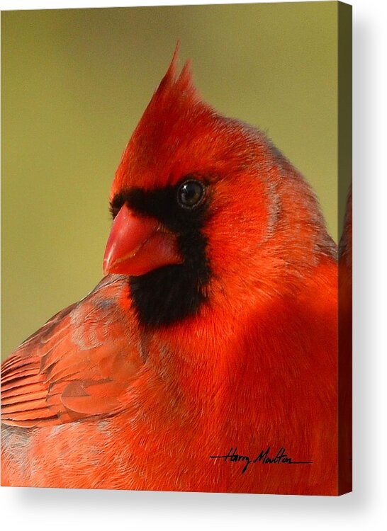 Northern Acrylic Print featuring the photograph Hello Red by Harry Moulton