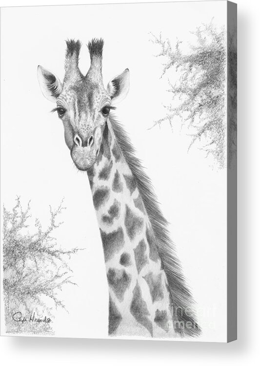 Giraffe Acrylic Print featuring the drawing Here's Looking At You by Phyllis Howard