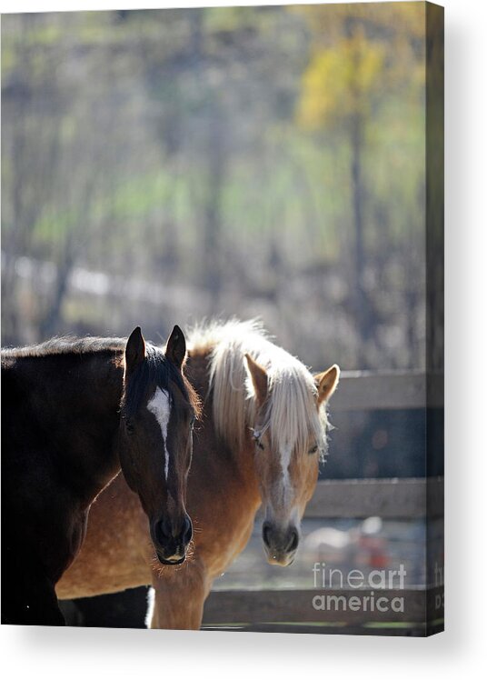 Rosemary Farm Acrylic Print featuring the photograph Honey Pie and Iron by Carien Schippers