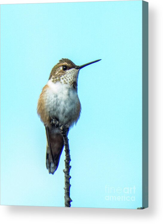 Hummingbird Acrylic Print featuring the photograph Hummingbird 8 by Christy Garavetto