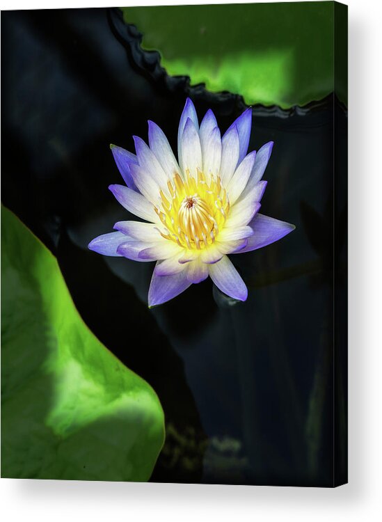 Aquatic Acrylic Print featuring the photograph Waterlily showing its true colors. by Usha Peddamatham