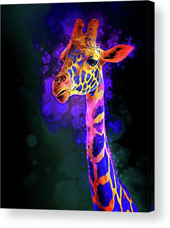 Animal Acrylic Print featuring the photograph I Dreamt a Giraffe by James Sage