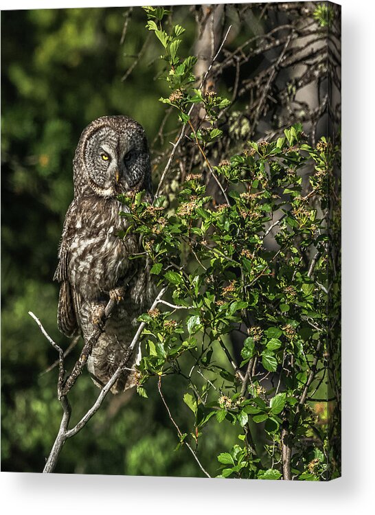 Handsome Acrylic Print featuring the photograph I Know I'm Handsome by Yeates Photography
