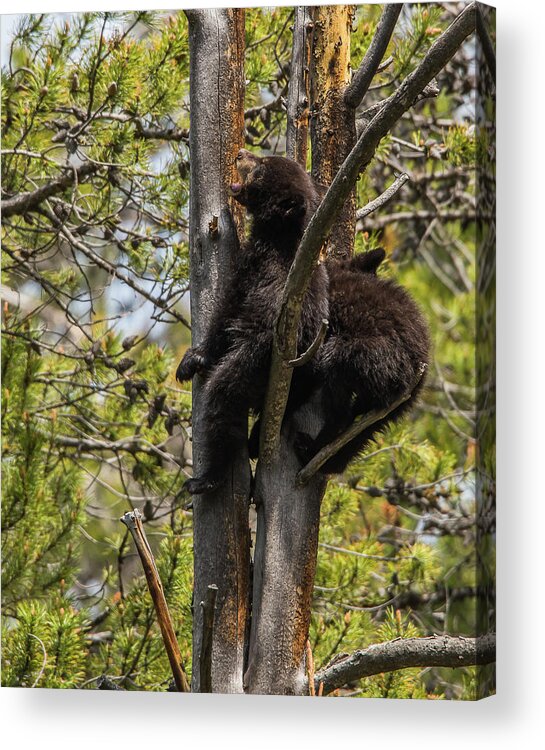 Black Bears Acrylic Print featuring the photograph I Want My Mom by Yeates Photography