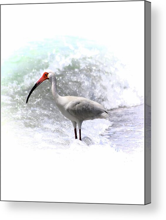 Ibis Surf Acrylic Print featuring the photograph Ibis Surf by Sheri McLeroy