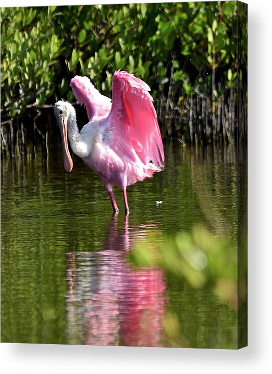 Spoonbill Acrylic Print featuring the photograph I Believe I Can Fly by Carol Bradley