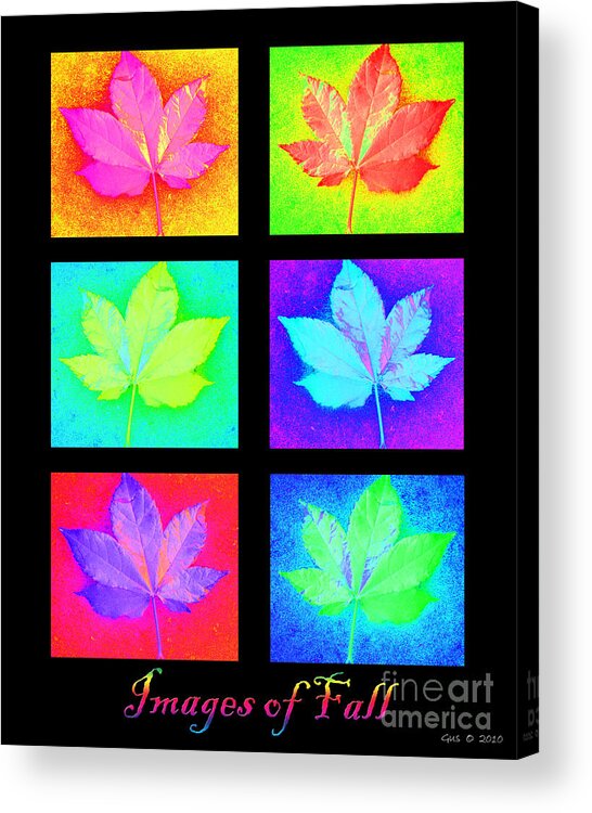 Colored Leafs Acrylic Print featuring the photograph Images of Fall by Nick Gustafson