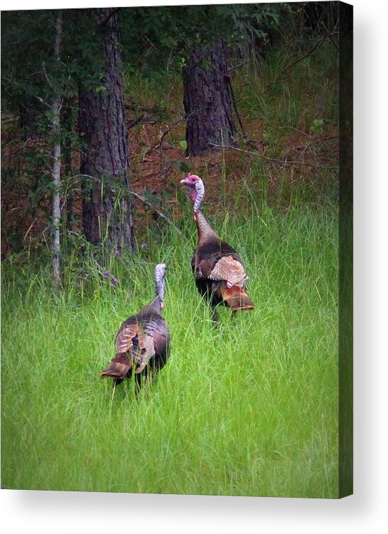 Wild Turkey Acrylic Print featuring the photograph IMG_1140-004 - Wild Turkey by Travis Truelove