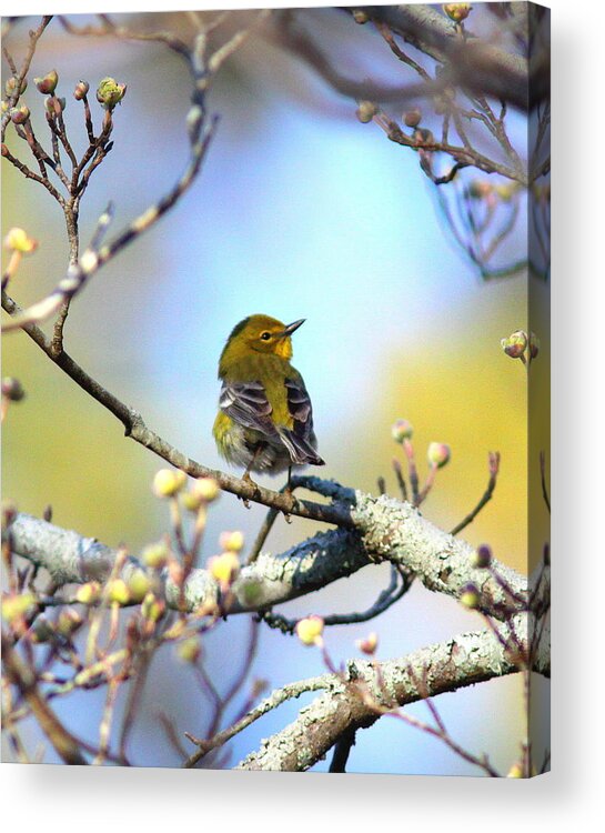 Pine Warbler Acrylic Print featuring the photograph IMG_3822-002 - Pine Warbler by Travis Truelove