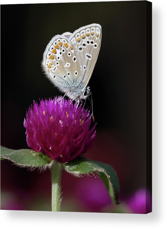 European Common Blue Butterfly Acrylic Print featuring the photograph In the Spotlight by Doris Potter