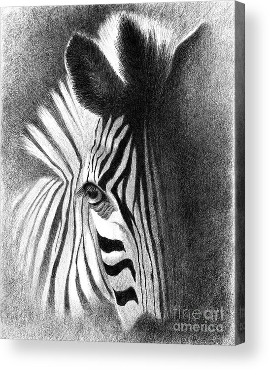 Zebra Acrylic Print featuring the drawing Incognito by Phyllis Howard