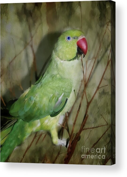 Parrot Acrylic Print featuring the photograph Indian Ringneck Parrot by Judy Palkimas