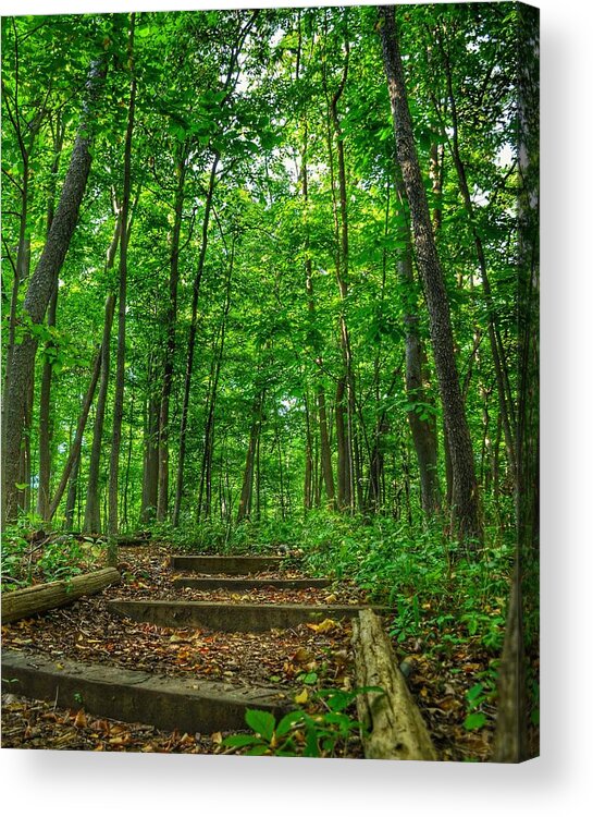 Forest Acrylic Print featuring the photograph Into the Forest by Nikki Watson  McInnes