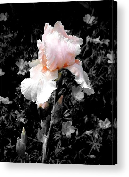 Flower Acrylic Print featuring the photograph Iris Emergance by Steve Karol