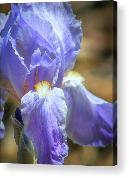 Flora Acrylic Print featuring the photograph Iris in Blue and Purple by Lynne Jenkins