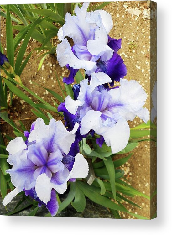 Iris Acrylic Print featuring the photograph Irises 14 by Ron Kandt