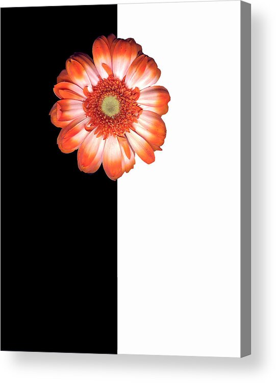Gebera Acrylic Print featuring the photograph It's Not Always Black and White by Rebecca Cozart