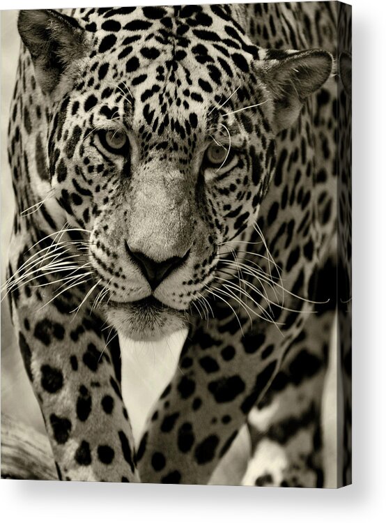Jaguar Acrylic Print featuring the photograph Jaguar in Black and White III by Sandy Keeton
