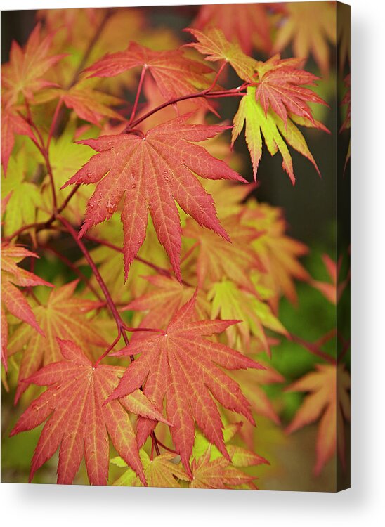 Garden Acrylic Print featuring the photograph Japanese Maple by Garden Gate