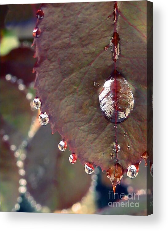 Leaf Acrylic Print featuring the photograph Jeweled Leaves by Patricia Strand