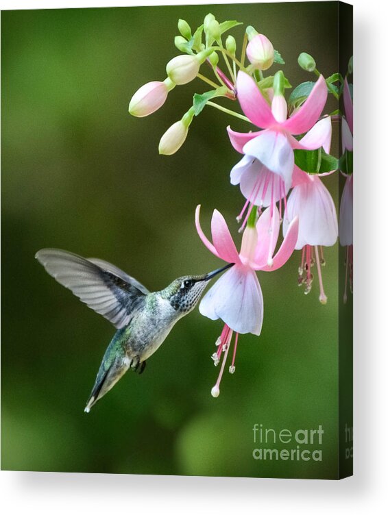 Hummingbird Acrylic Print featuring the photograph Just a Sip by Amy Porter