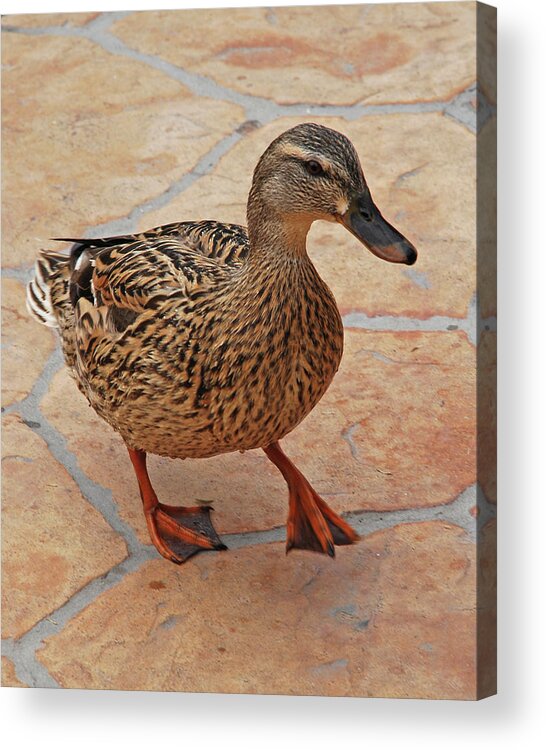  Acrylic Print featuring the photograph Just Ducky by Carol Eliassen