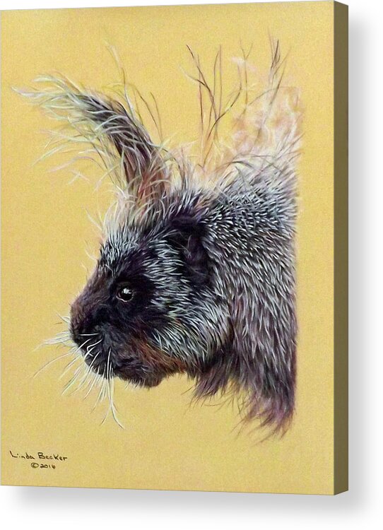 Porcupine Acrylic Print featuring the painting Kit by Linda Becker