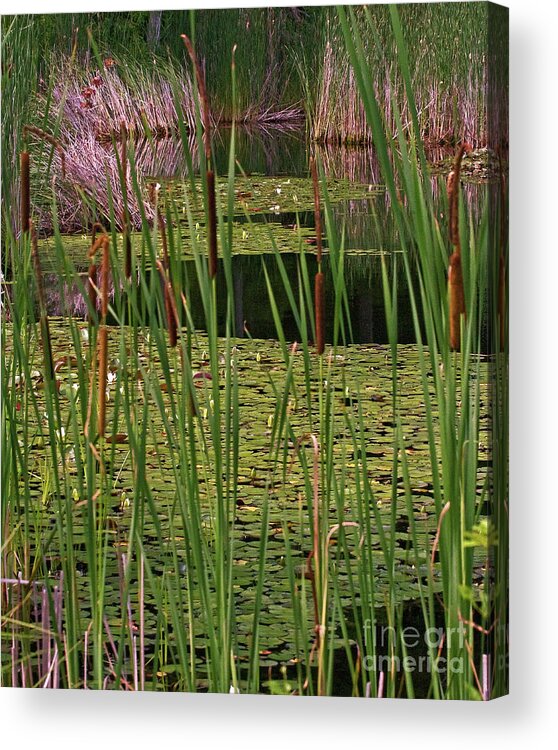 Andover Acrylic Print featuring the photograph Kittatiny Spring by Robert Pilkington