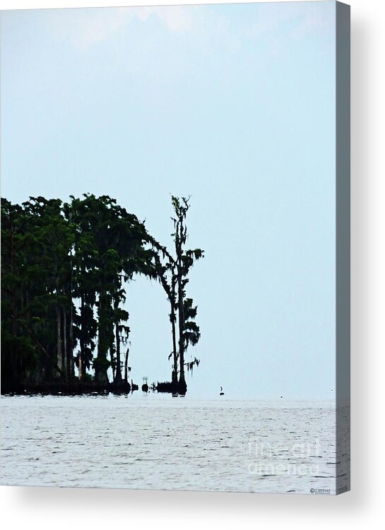 Louisiana Acrylic Print featuring the photograph Lake Maurepas Cypress by Lizi Beard-Ward